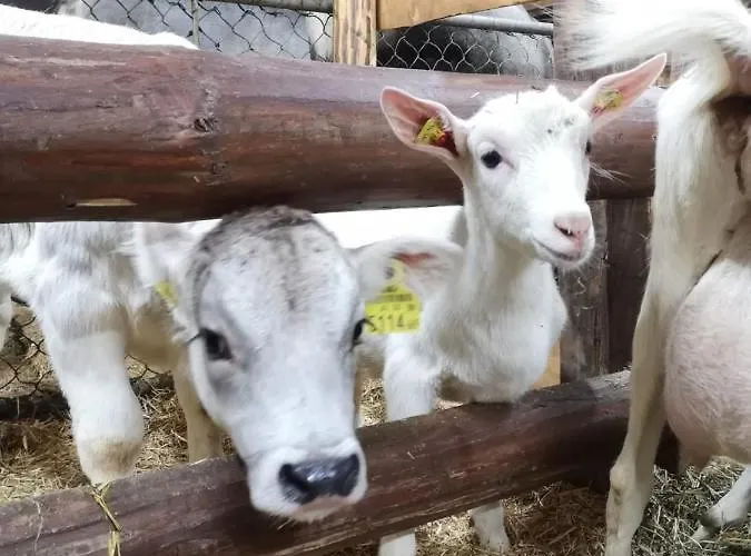 Apartamento Mountain *